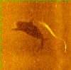 Sonar image of shark